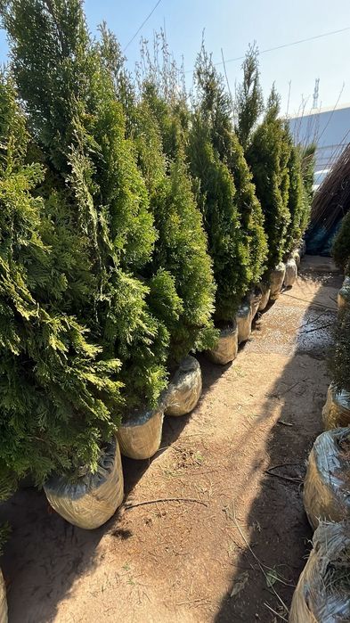 Саженцый  яблоня