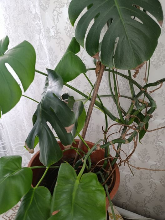 Monstera deliciosa