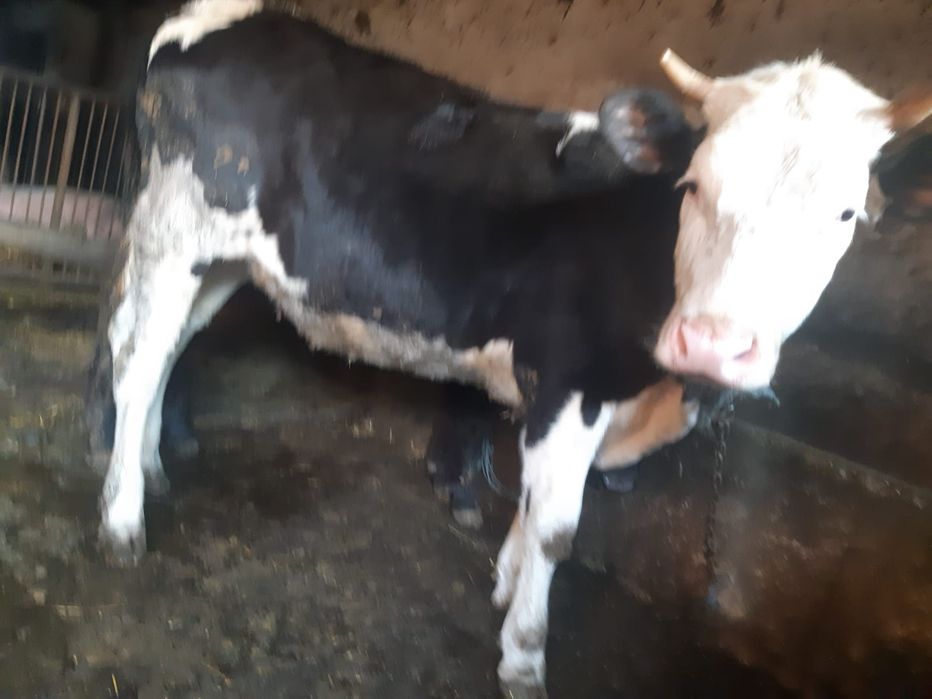 Vând vițea Holstein