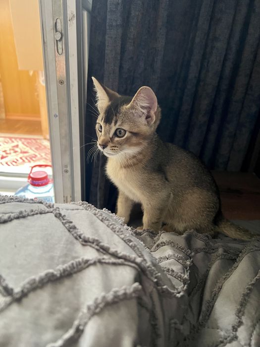 Дерзкие котята Чаузи