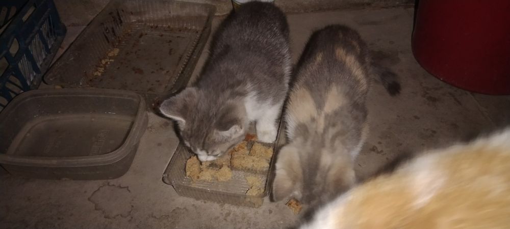 Котята, меньше месяца