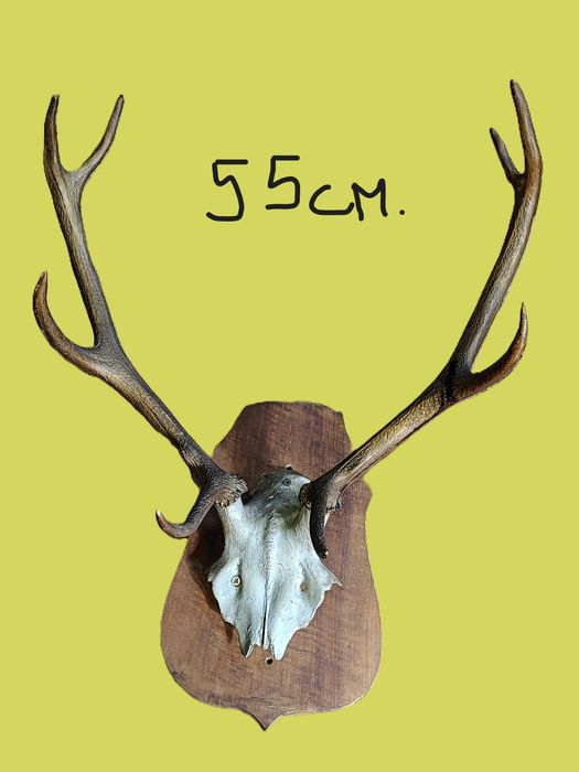 Трофей – еленски череп с рога 55 см, монтиран на дървена дъска