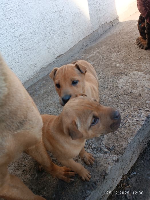 Продаю собак девочки