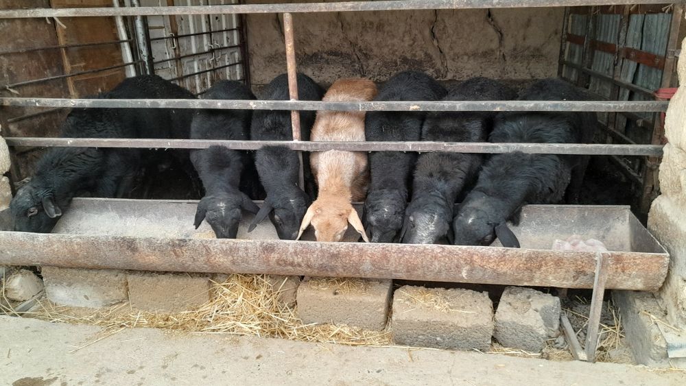 Qo'chqorlar sotiladi