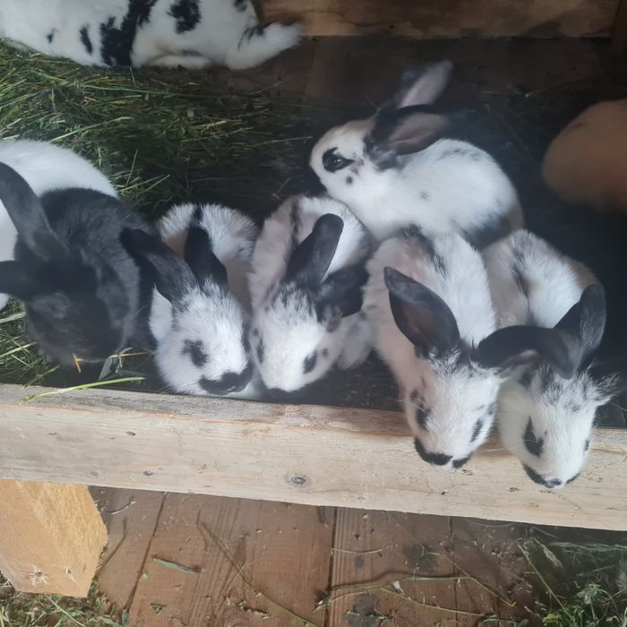 Iepuri pestriț German
