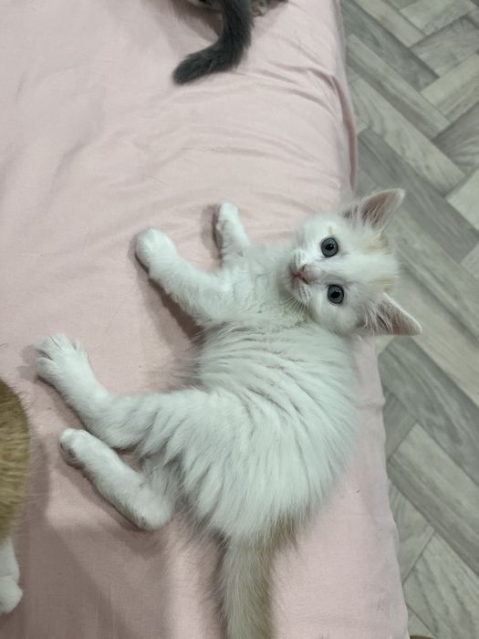 Отдам котят в добрые руки