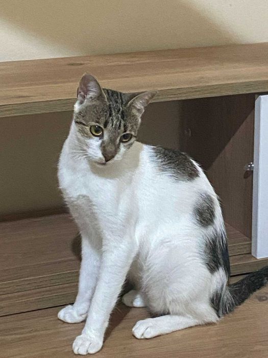 Котята и их мама ищут дом!