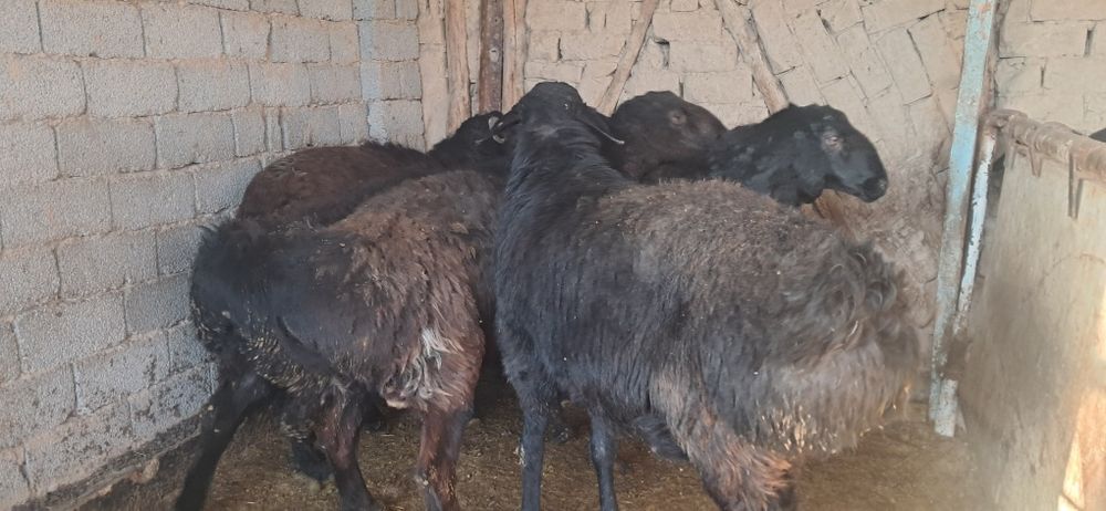 Кучкорлар сотилади срочна