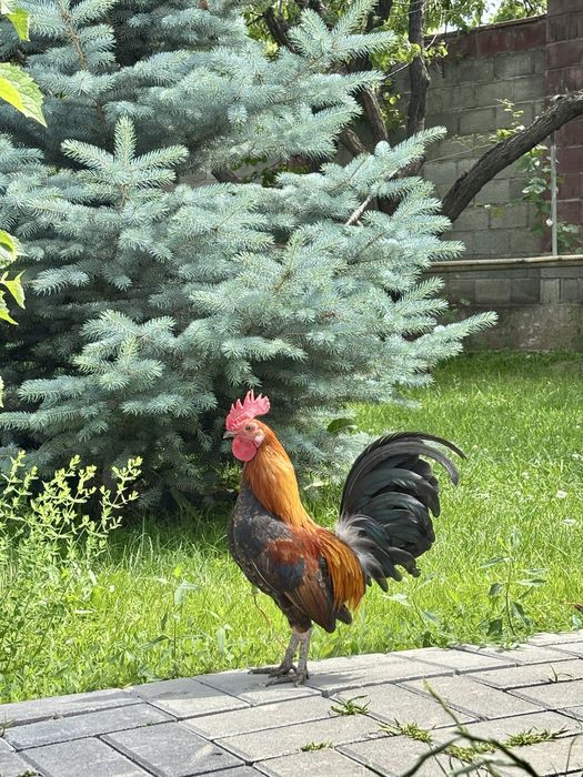 Бентамки карликовые куры