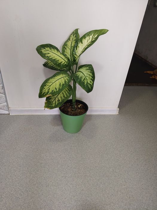 Диффенбахия в дом или офис
