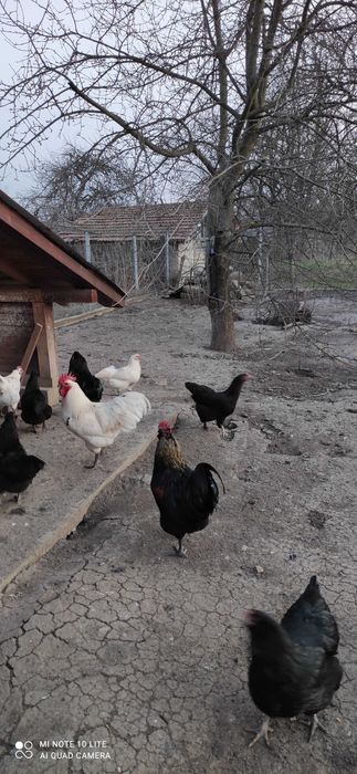 Ouă pentru consum și incubat