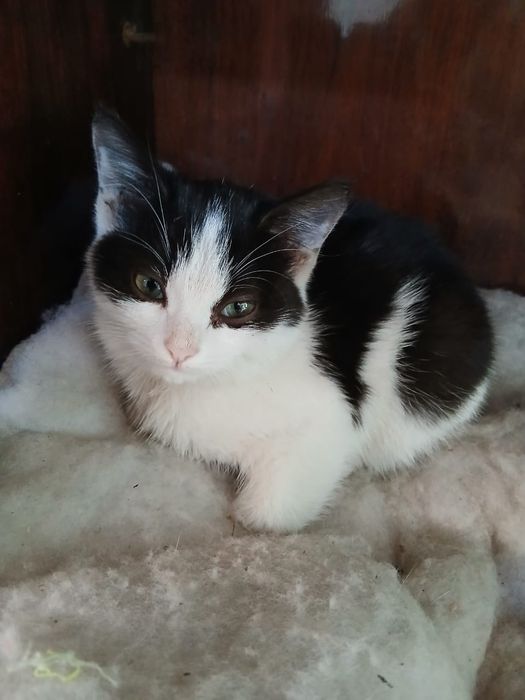 Бесплатно  котята