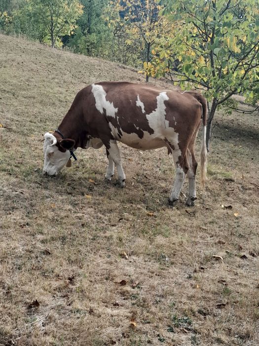 Vand  vaca ...      ...