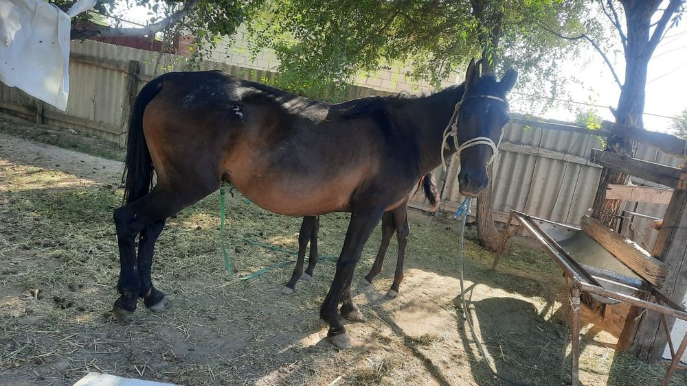 Бие сатылады 840мын