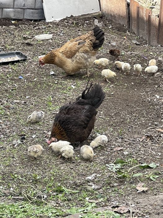 Цыплята с курицей