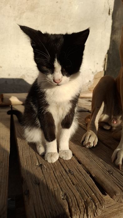 Пристраивается кошечка