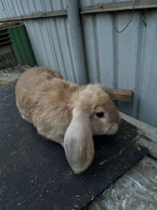 Iepuri de vanzare berbec german !