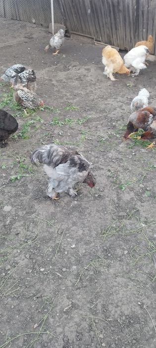 De vânzare cocoși brahma herminat deschis și galbeni unu negru