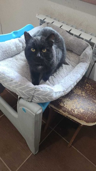 Потерялся черный котик без хвоста