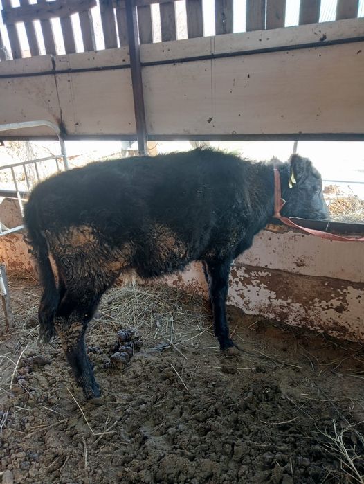 Ұрғашы тана сатамын