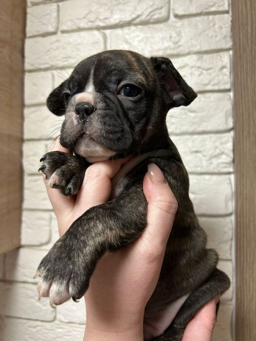 Французский бульдог