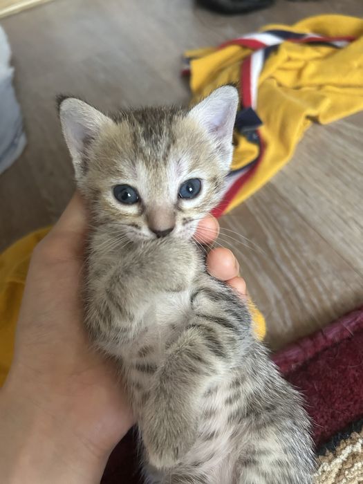 Отдам Котят В Хорошие руки!