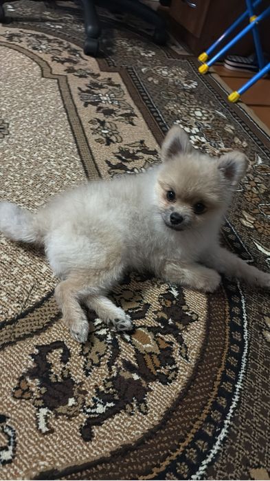 Собака мини шпиц