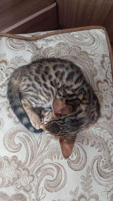 Бенгальские котята, мальчики