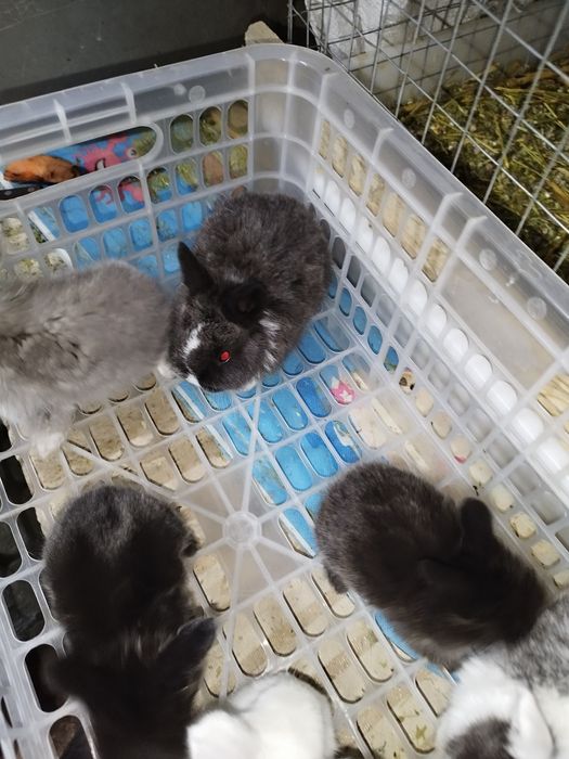 Кролики декоративные