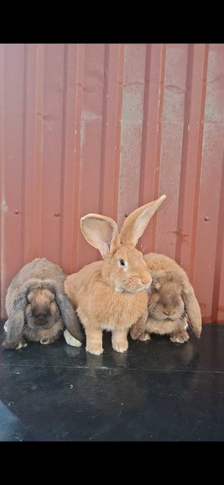 Asi schimba femela berbec german agouti/ femela urias german galben