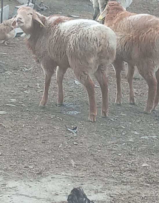 Продаю баранов арашан