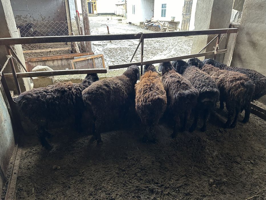 Тоқты Қой Бараны Овцы