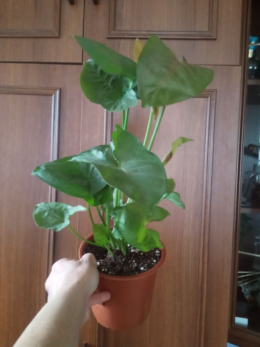 Пеперомия шефлера