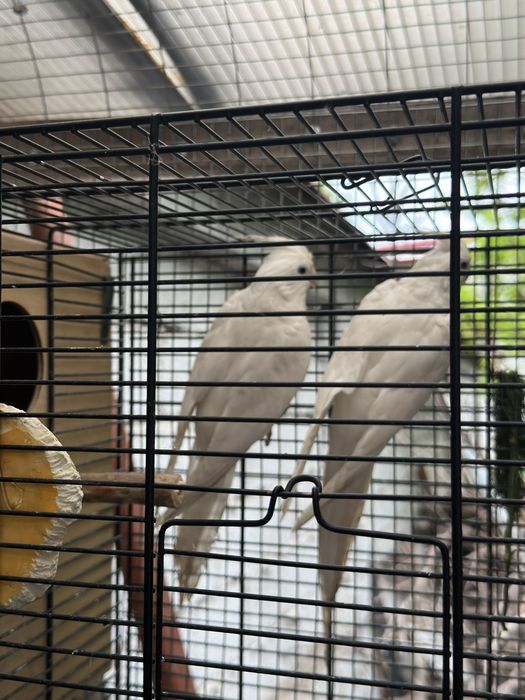 Karella dubai (albinos)