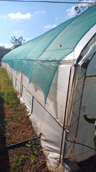 Оранжерия-Асеноградска