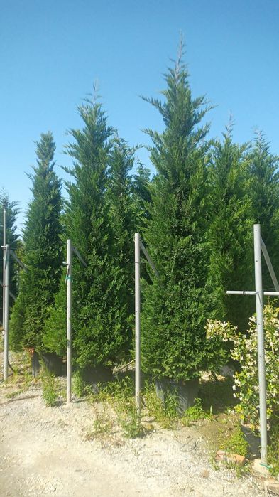 Vindem leylandii calitate extra