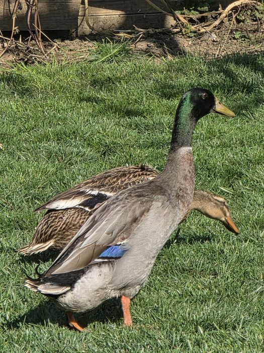 Vând ouă rață indiană alergătoare pentru incubat