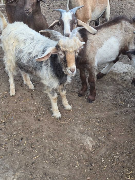 Capre gestante,tapi mari si mici