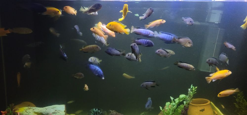 Аквариум баликлари