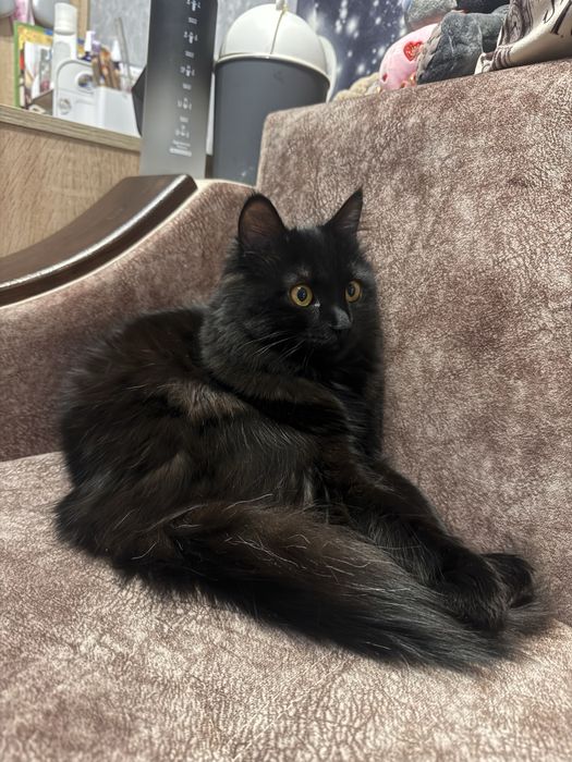 Отдадим в добрые руки