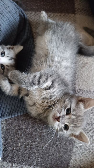 Отдам котят, в хорошие добрые руки