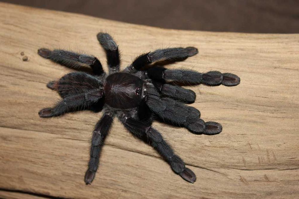 Пауки птицееды л1-л5