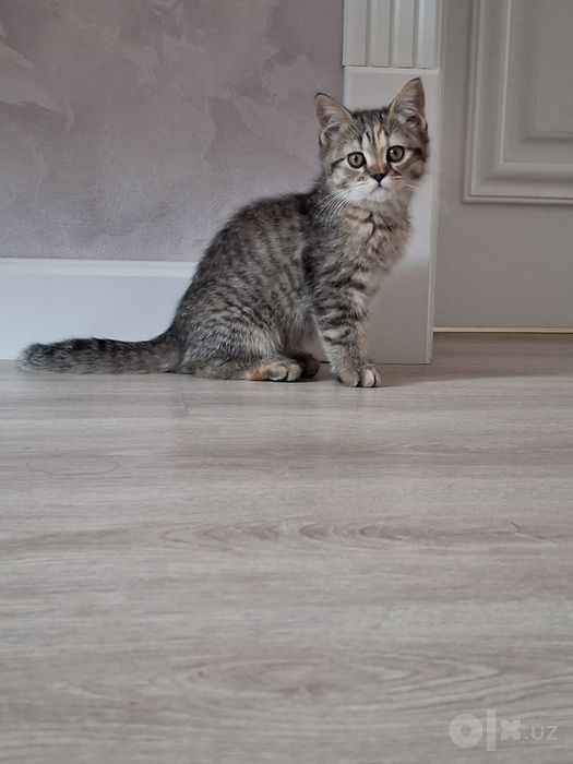 Кошка шотландский 3 месец