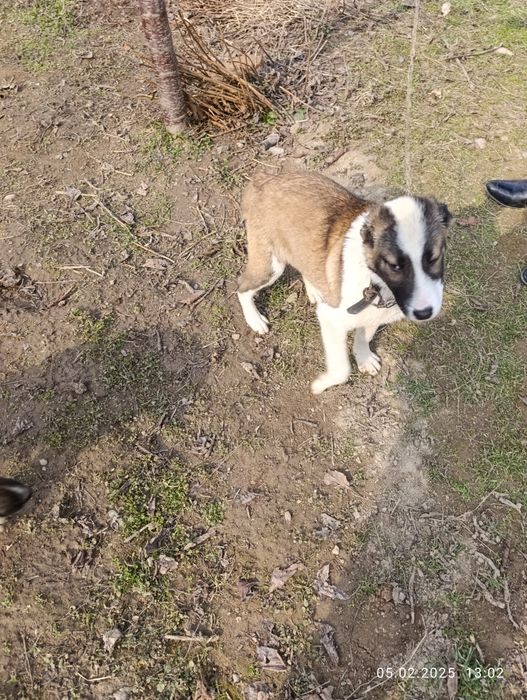 зотли алабай итча