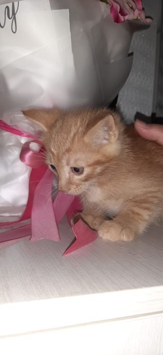 красивые котята в добрые руки