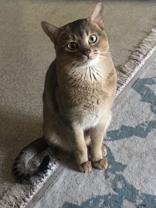 Абиссинский кот. Вязка