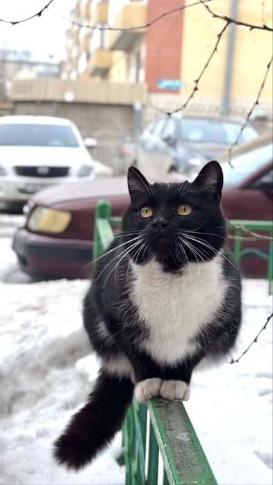 Отдам кота, ищу дом для кота