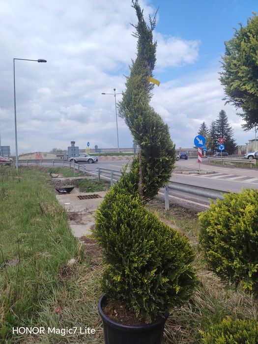 Vând plante ornamentale diferite specii