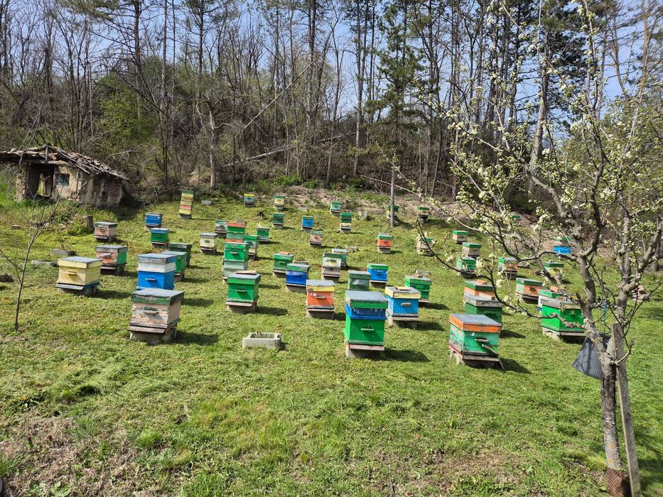 Пчелни семейства,  Отводки, Кошери