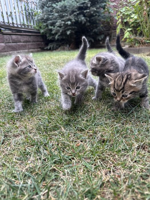Котята британские